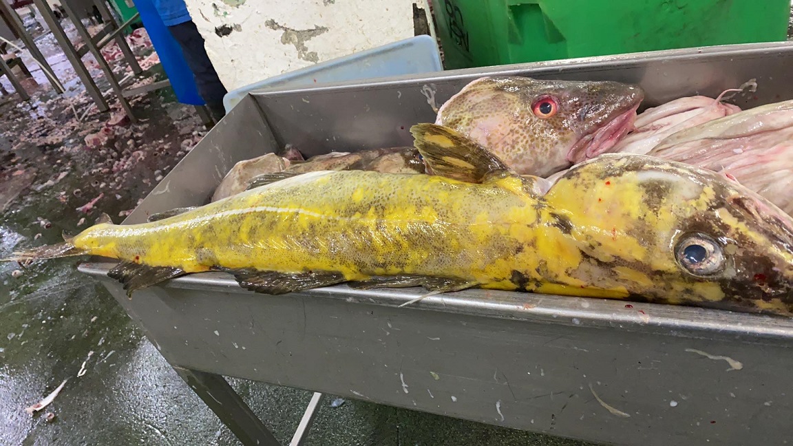 6 154086249 245030217272201 2528207765079260319 N 3